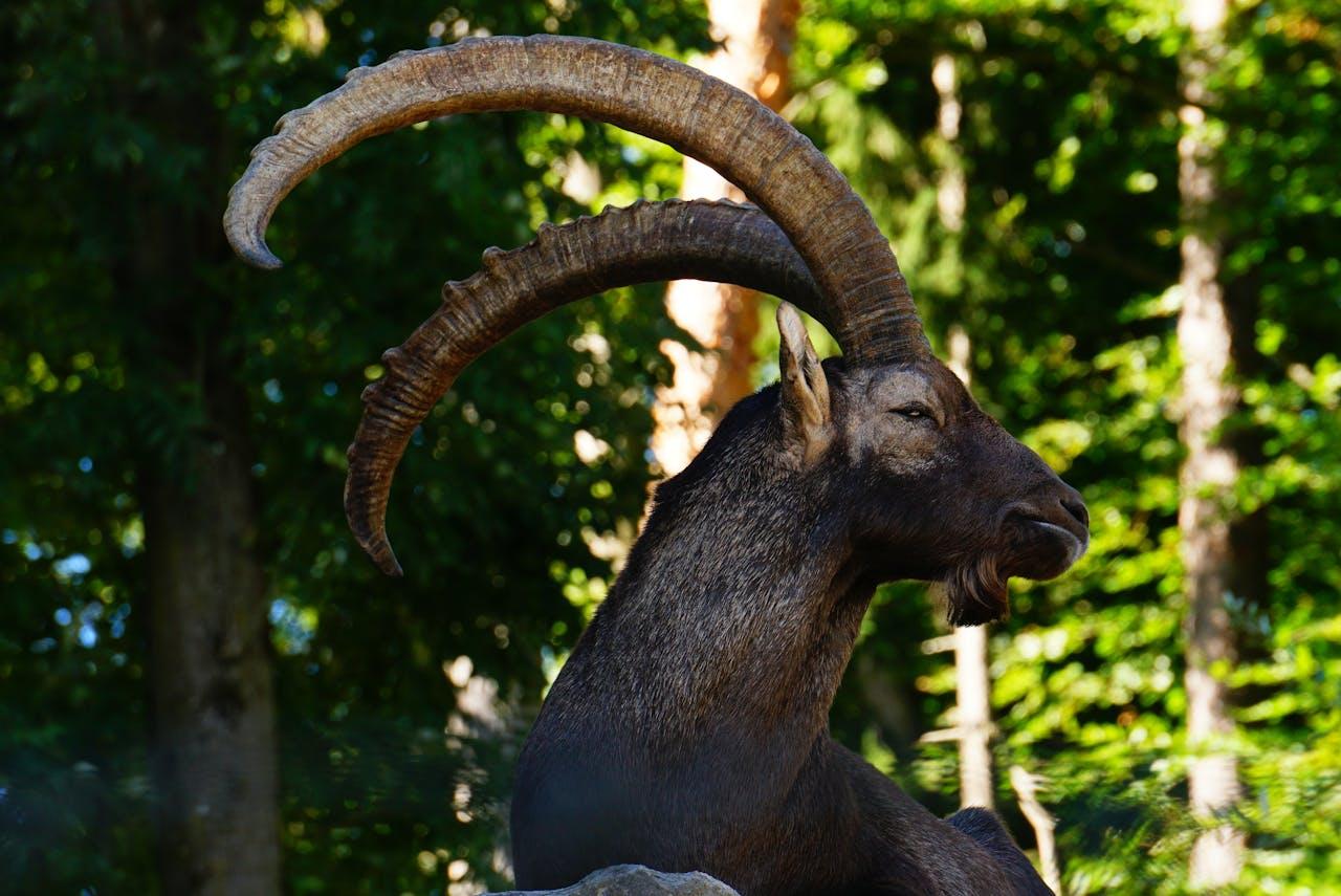 Capricorn with big horns.