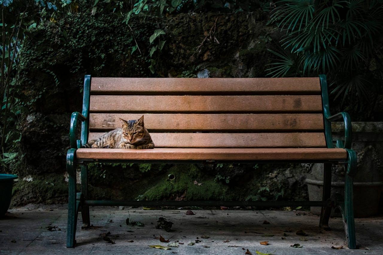 Cat sleeps on bench.