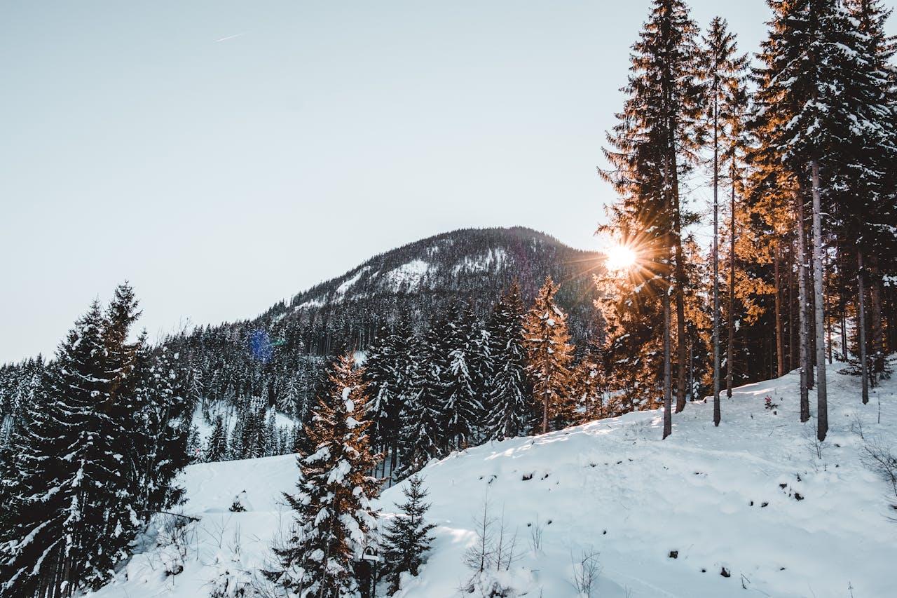 Winterlandschaft mit schneebedeckten Bäumen.