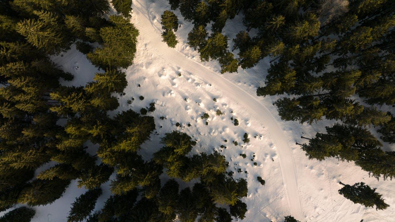 Winter forest landscape with snow.